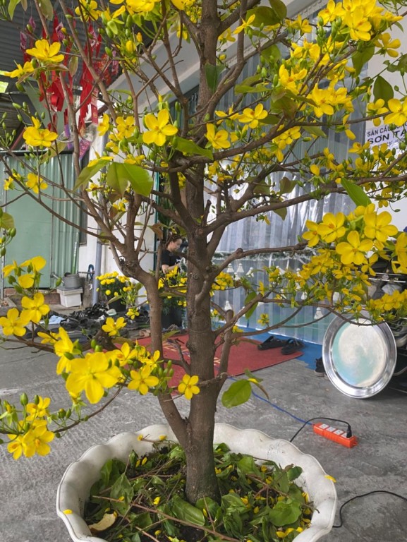 Sân cầu lông Sơn Tạ